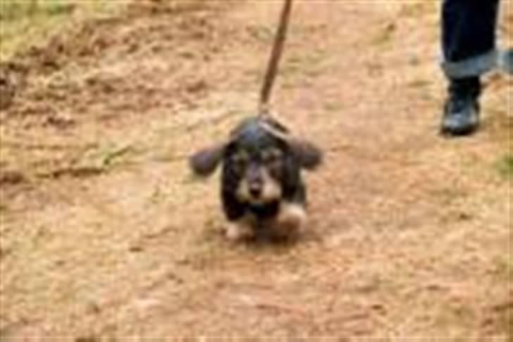 Gravhund Frida - Yeeehhhaaaa, mine ører kan få mig til at lette! billede 7