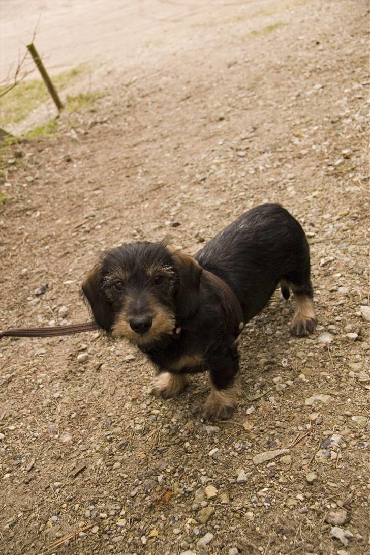 Gravhund Frida billede 8