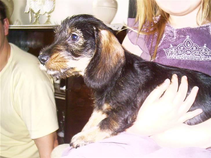 Gravhund Frida billede 9