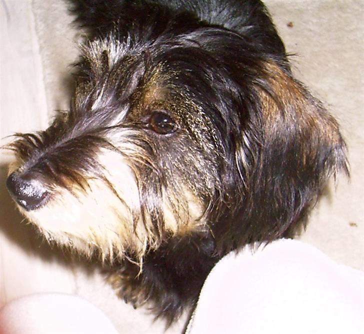 Gravhund Frida billede 10