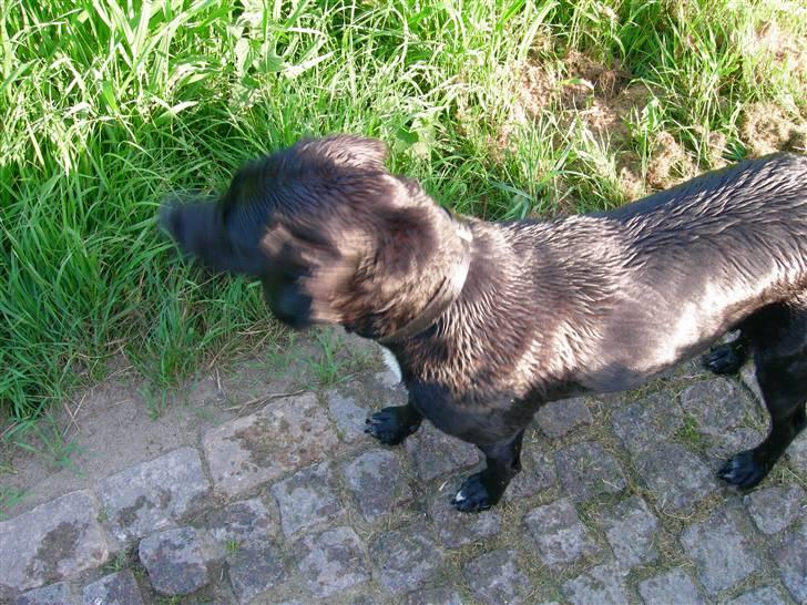 Blanding af racer Trine*Nicolines* - trine for oven billede 7