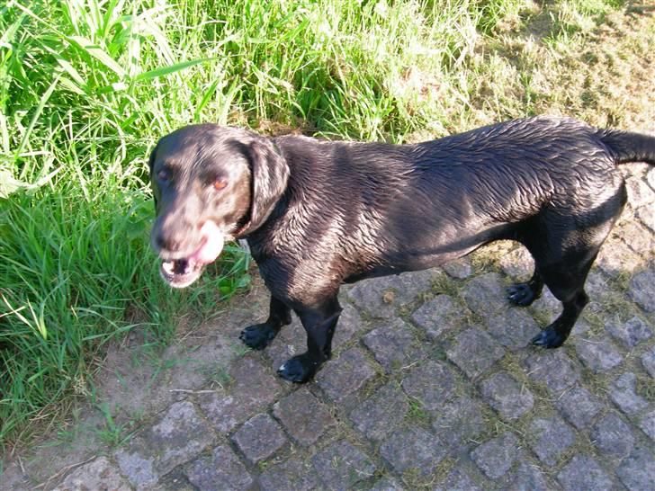 Blanding af racer Trine*Nicolines* - nu kigger trine på os billede 8