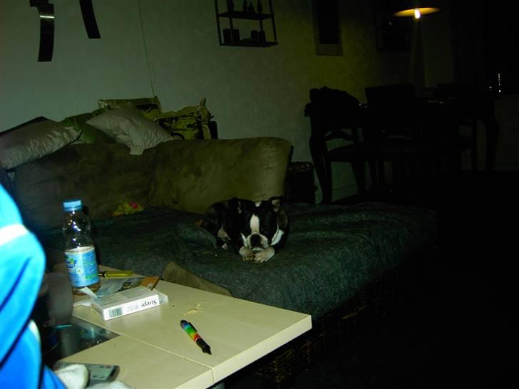Boston terrier Roxy. R.I.P den 21/10-2011 billede 5