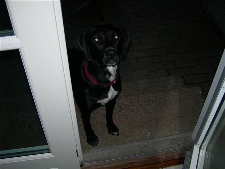 Blanding af racer Trine*Nicolines* - trine vil gerne ind billede 9