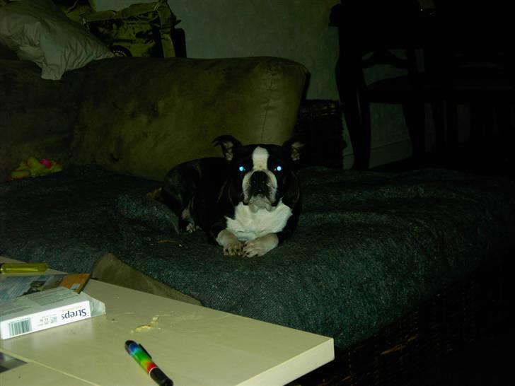Boston terrier Roxy. R.I.P den 21/10-2011 billede 6