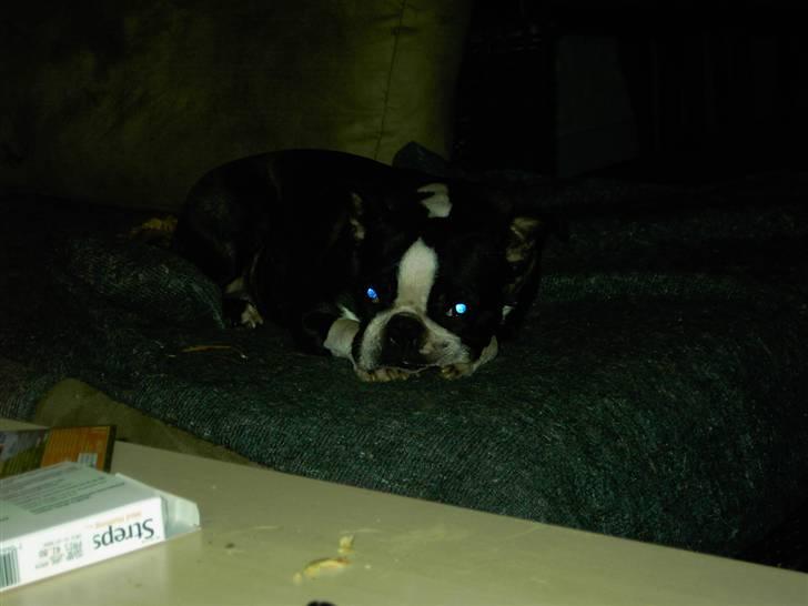 Boston terrier Roxy. R.I.P den 21/10-2011 billede 7