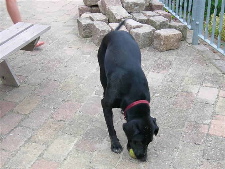 Blanding af racer Trine*Nicolines* - trine prøver at tage en sten i munden hun kan godt lide sten billede 10