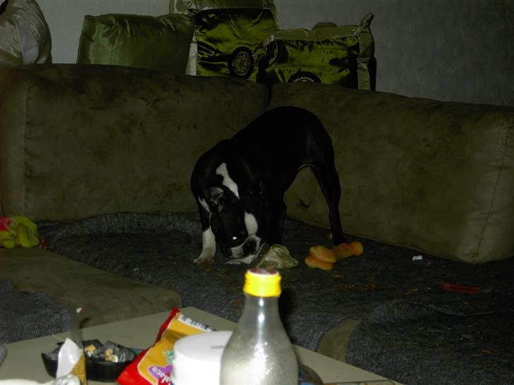 Boston terrier Roxy. R.I.P den 21/10-2011 billede 8