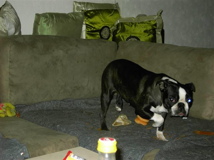 Boston terrier Roxy. R.I.P den 21/10-2011 billede 9