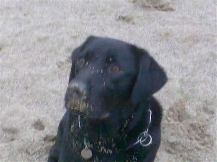 Labrador retriever vaks  - dejlig<33 billede 1