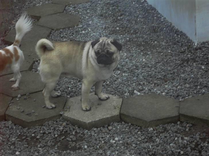 Mops Otte billede 10