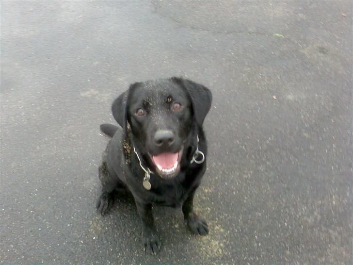 Labrador retriever vaks  - du så kær billede 2
