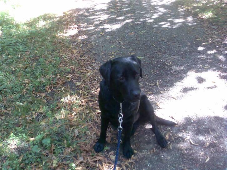 Labrador retriever vaks  - du ikk så gammel på dette billede<33 billede 3