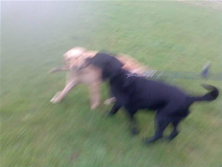 Labrador retriever vaks  - sjov pind billede 4