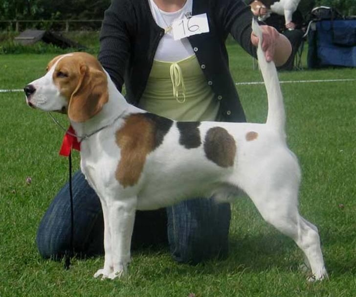 Beagle Mads / Fairytosh Mc. Cafferty - Første udstilling :) (Dét er så min kusine (stine) der går med ham) ;) billede 14