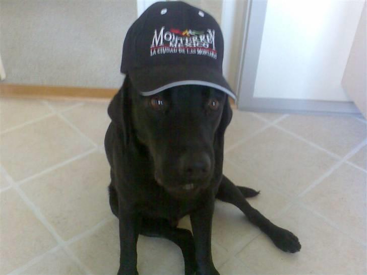 Labrador retriever vaks  billede 5