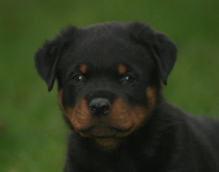 Rottweiler Fattiggården´s Memphis - Han er da bare for skøn!  billede 1