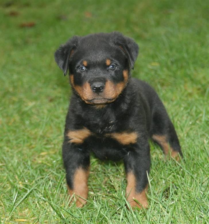 Rottweiler Fattiggården´s Memphis billede 2