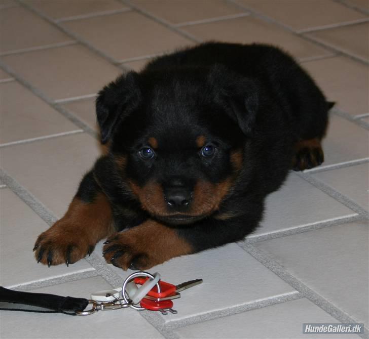 Rottweiler Fattiggården´s Memphis billede 3