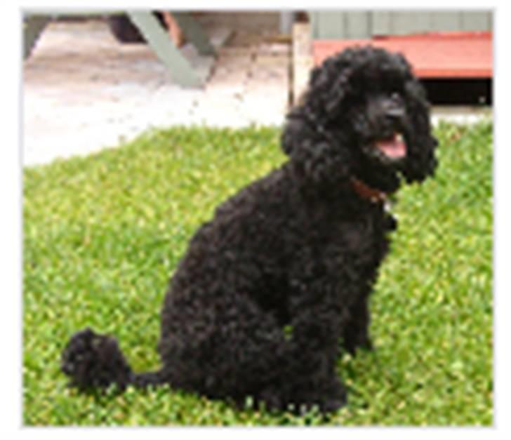 Dværgpuddel Rosa billede 7