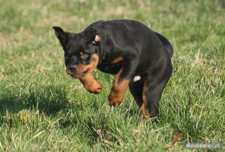 Rottweiler Fattiggården´s Memphis billede 4