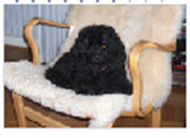 Dværgpuddel Rosa billede 8