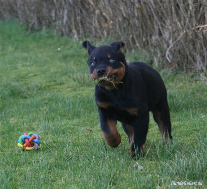 Rottweiler Fattiggården´s Memphis billede 5