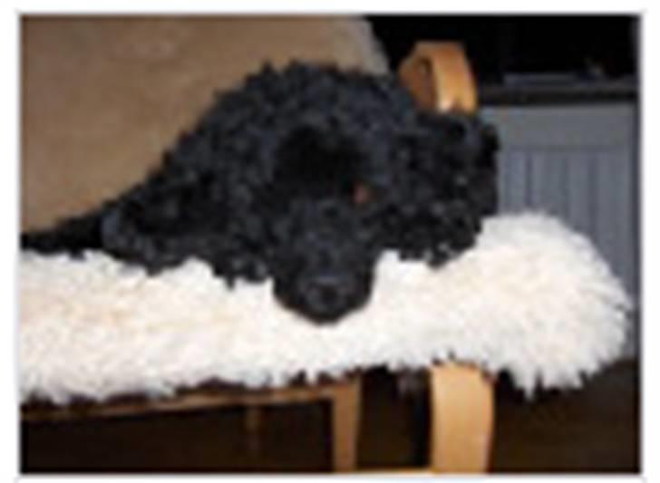 Dværgpuddel Rosa billede 10