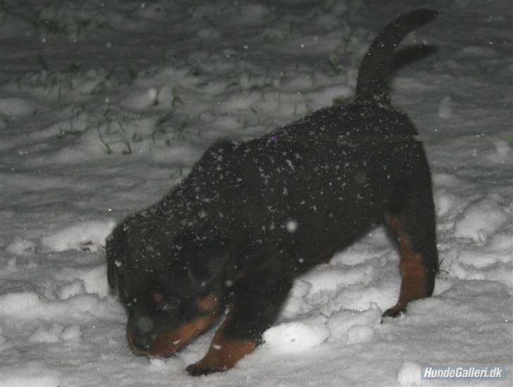 Rottweiler Fattiggården´s Memphis billede 6