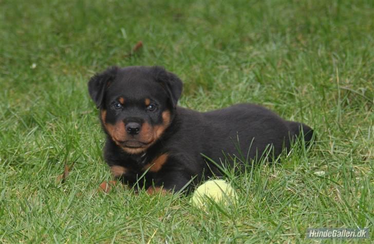 Rottweiler Fattiggården´s Memphis billede 7