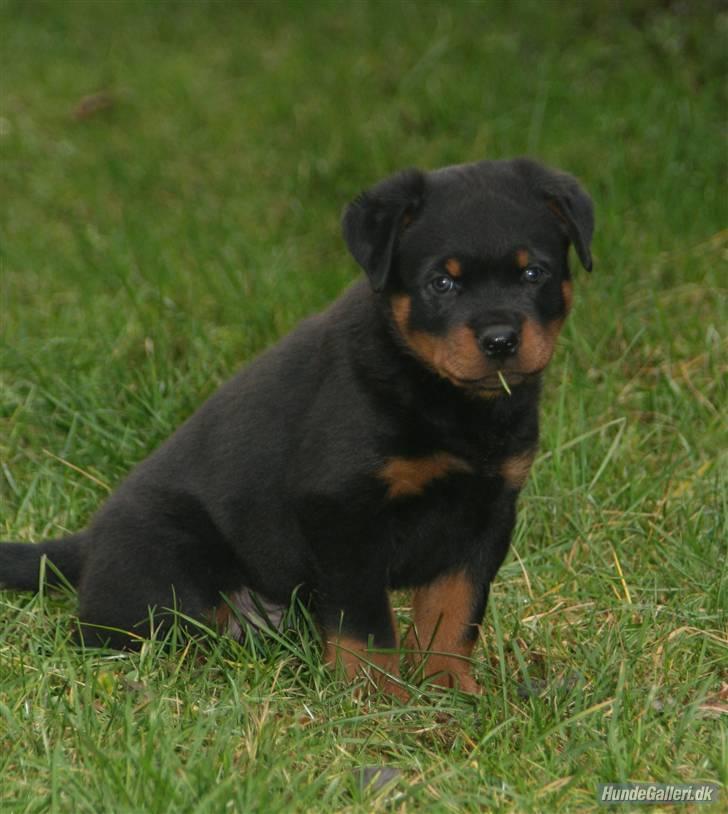 Rottweiler Fattiggården´s Memphis billede 8