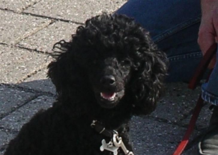 Dværgpuddel Rosa billede 11