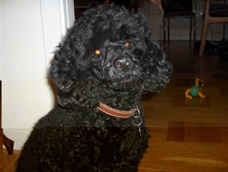 Dværgpuddel Rosa billede 12