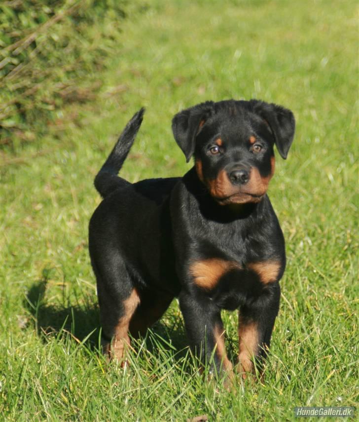 Rottweiler Fattiggården´s Memphis billede 9