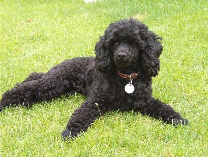 Dværgpuddel Rosa billede 13