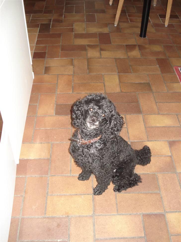 Dværgpuddel Rosa billede 14