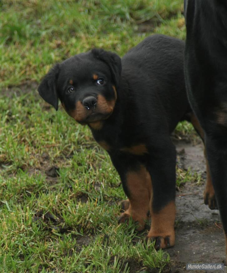 Rottweiler Fattiggården´s Memphis - Tjek lige det ansigtsudtryk ;-) billede 10