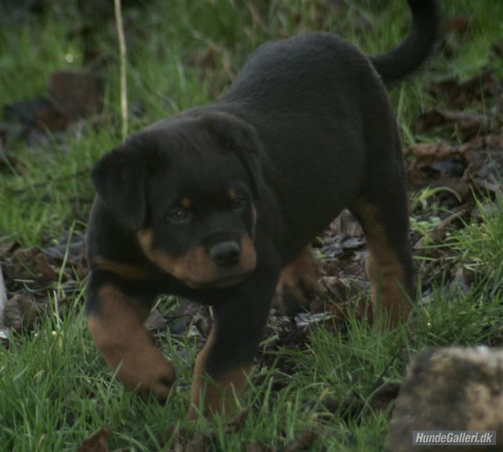 Rottweiler Fattiggården´s Memphis billede 11