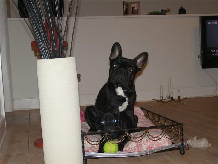 Mops Bello  - bellos bedste ven, overboen Boss billede 9