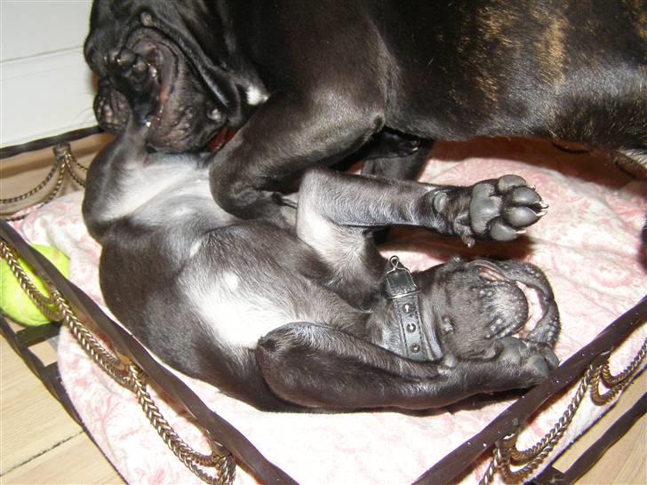 Mops Bello  - den bedste legekammerat billede 10