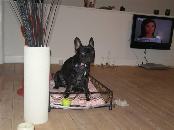 Mops Bello  billede 11