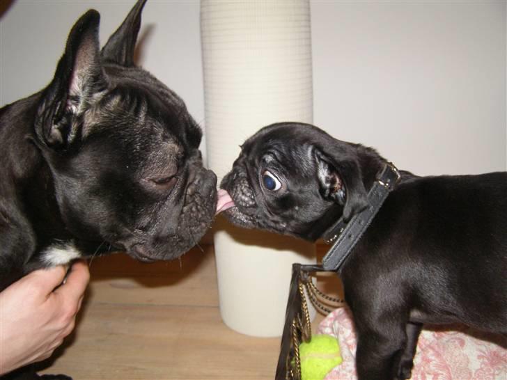 Mops Bello  - myys til min ven Boss billede 12