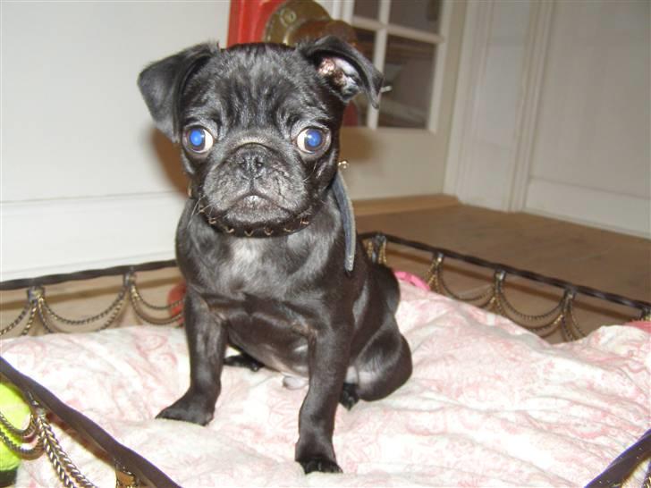 Mops Bello  - dette er IKKE min seng :) billede 13