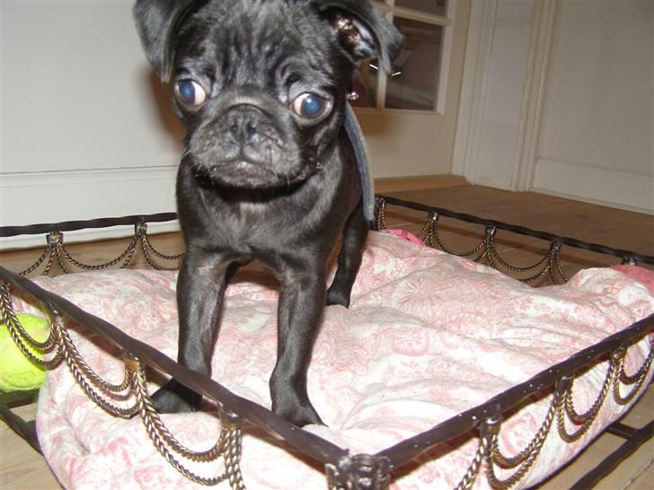 Mops Bello  billede 14