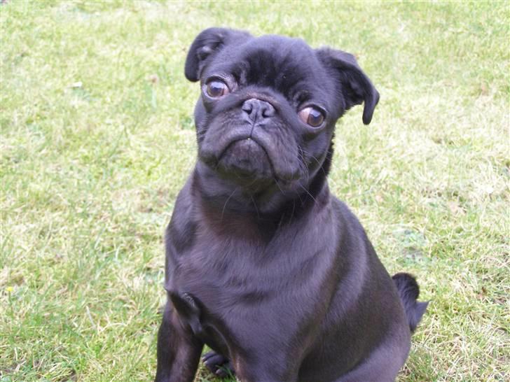 Mops Bello  billede 15