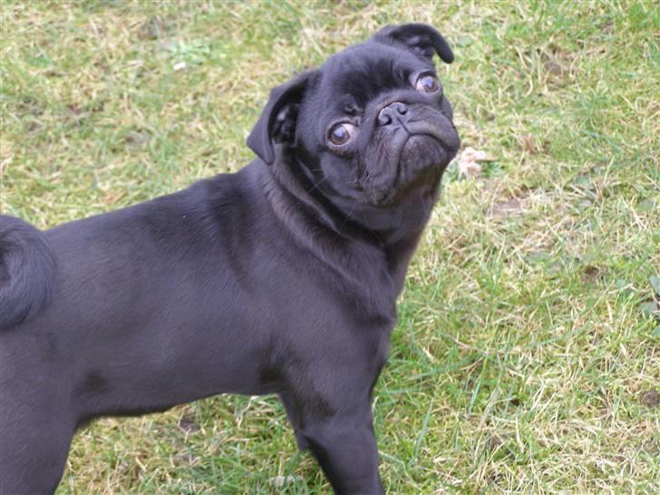 Mops Bello  billede 16