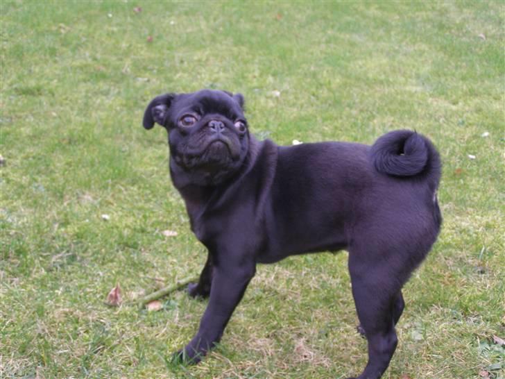 Mops Bello  billede 17