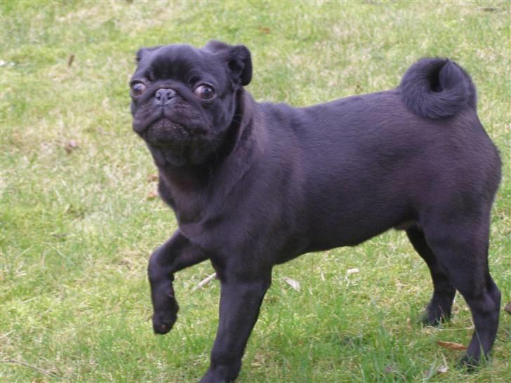 Mops Bello  billede 18