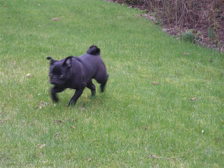 Mops Bello  - skyldig ???  billede 19