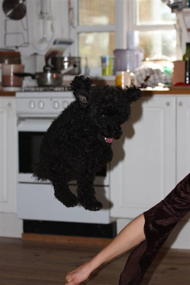 Dværgpuddel Max - I belive I can fly:) Foto: Mathias Dalmose. billede 2